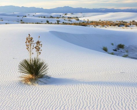 desert-in-snow.jpg